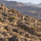 Among the rocks of the Nuratau Mountains, rare Severtsov’s wild sheep move across the slope: an exciting encounter with a protected species and a symbol of the local wilderness.