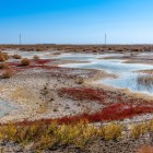 Wetlands and resilient vegetation emerge within the arid landscape, revealing the presence of water in a region where desert, plains and ancient Uzbek oases alternate.